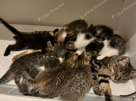 We are looking for the most loving homes for these wonderful kittens. ️