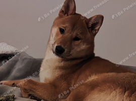 Male Shiba Inu looking for a new forever home
