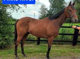 ***REDUCED 0Beautiful and sensible beach-trained Irish TB RORE 16h 7yo