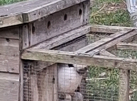 Silkie chicks