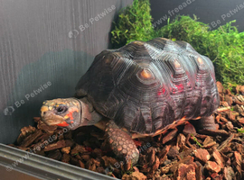 Red-Footed Tortoise (Toby) | Approx. 6 years old | Full setup included