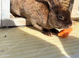 Boy rabbit