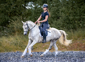 British riding pony