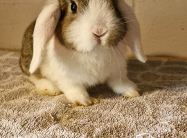 Mini lop bunnies