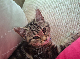 6 month old kitten