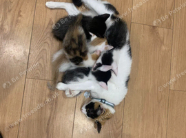 3 kittens available