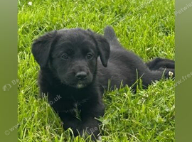 Labrador cross collie