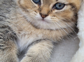 Chinchilla Scottish Fold kittens