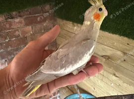 3 x lutino cockatiel chicks