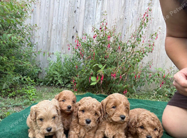 F1b cockerpoo puppies