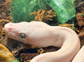 Beautiful blue eyed Lucy ****RARE****