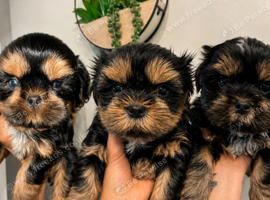 Adorable Shih Tzu Puppies &ndash; Ready for Loving Homes