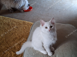 Gorgeous little boy kitten