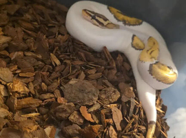 Royal pythons