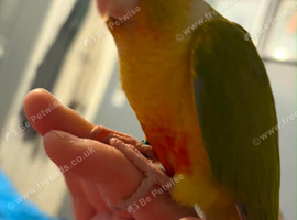 Beautiful hand reared baby conures