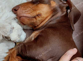 Doggy Day Care | Boarding | Pet Sitter