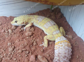 Leopard gecko