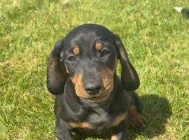 Dachshund puppies for sale