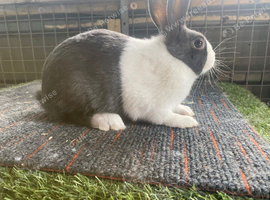 Blue dutch rabbit. Buck