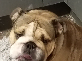 Bruno