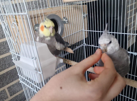 Silly tame, cuddly bonded pair of cockatiels