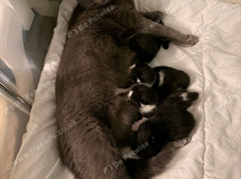 Kittens