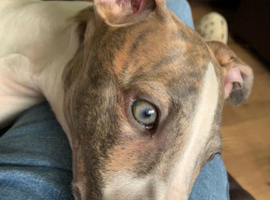 Kc whippet for stud duties