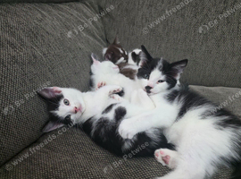 3 boy kittens