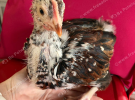 Jubilee Orpington Cockerel