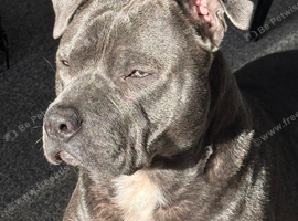 Male blue Staffy