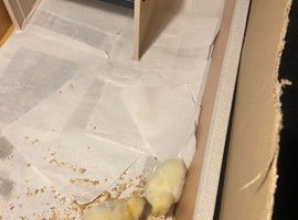 8 day old chicks