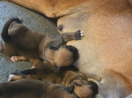 4 stunning boxer puppies
