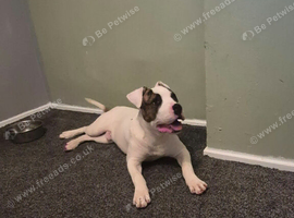 Cane corso cross