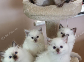 Ragdoll Kittens