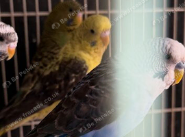 Black wings budgies