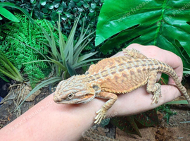 Hypo High Orange Genetic Stripe Leatherback Bearded Dragons at Birmingham Reptiles