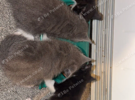 2 kittens