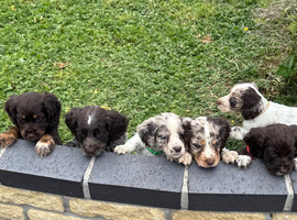 7 playful cocker spaniels pups