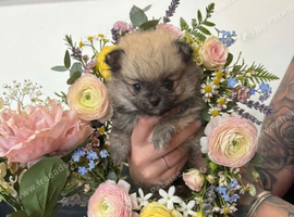 Pomeranian boy and girls