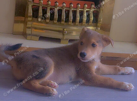 Staffy x husky pups