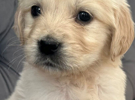 Beautiful, DNA tested - Golden Retriever Puppies