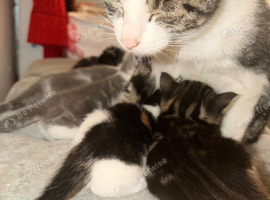 3 available kittens