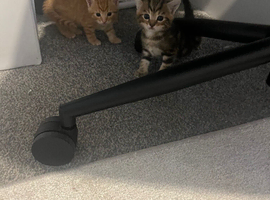 Four kittens ready late June early July price to be determined