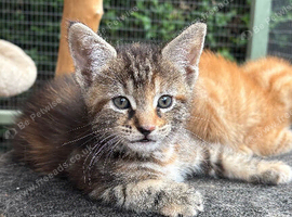 Gorgeous Maine Coon Kittens