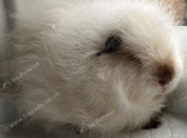 Beautiful Male Guinea Pig &ndash; Looking for a Loving Home