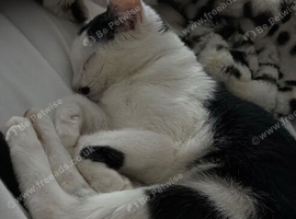 8 month old kitten