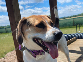 6 year old beagle female in Chelmsford