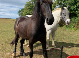 Beautiful Dales x gelding looking forever home