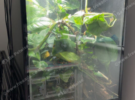4 whites tree frogs with Viv