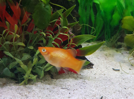 6 black neon tetras